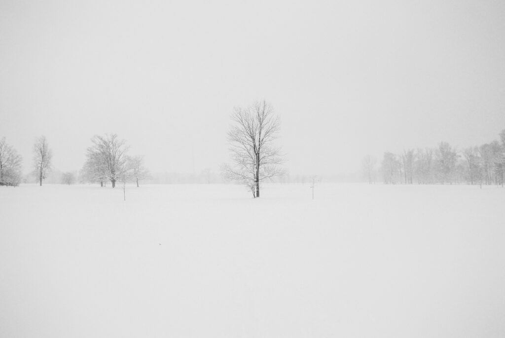 A winter landscape